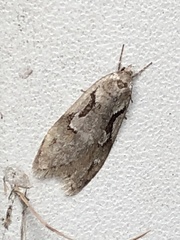 Semioscopis packardella