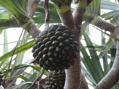 Pandanus utilis