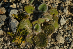 Brachyglottis bellidioides