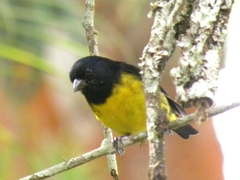 Spinus xanthogastrus