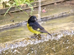 Spinus xanthogastrus