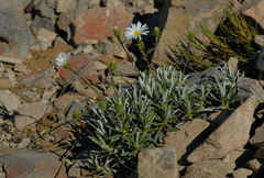 Celmisia angustifolia