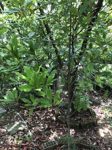 Syzygium aromaticum iNat (3)