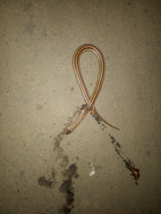 Oligodon octolineatus