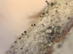 Chaenothecopsis ochroleuca