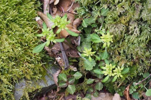 Image of Big-Leaf Golden Saxifrage (Chrysosplenium macrostemon) by (c) harum.koh, some rights reserved (CC BY-SA)