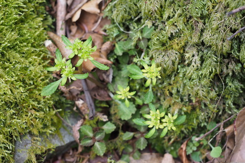 Image of Big-Leaf Golden Saxifrage (Chrysosplenium macrostemon) by (c) harum.koh, some rights reserved (CC BY-SA)