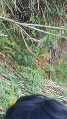 Skimmia