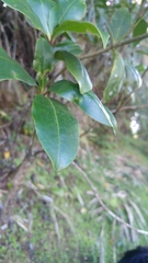 Skimmia
