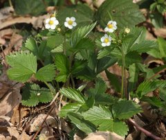 Fragaria moschata