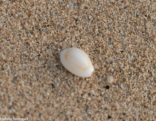Cypraea annulus, 2021-03-17