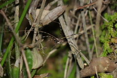 Dicranopalpus pulchellus