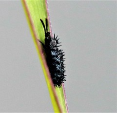 Hispellinus multispinosus