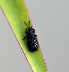 Hispellinus multispinosus