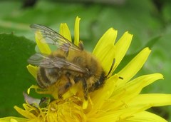 Andrena