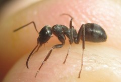 Formica cunicularia