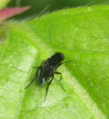 Phoridae