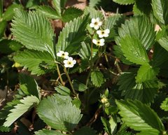 Fragaria moschata