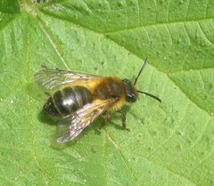 Andrena