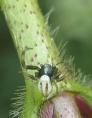 Misumena vatia
