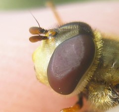 Syrphus vitripennis