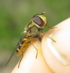 Syrphus vitripennis