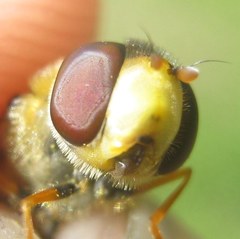 Syrphus vitripennis