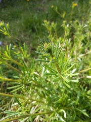 Galium aparine