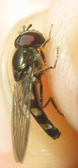 Platycheirus