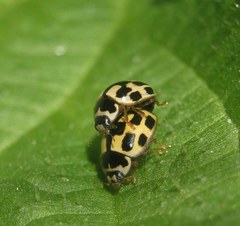 Propylea quatuordecimpunctata