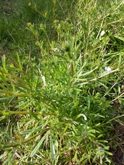 Galium aparine