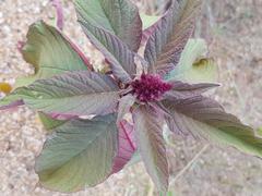Amaranthus caudatus