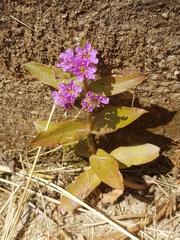 Ammannia crassicaulis