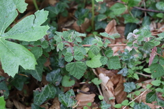 Rubus idaeus strigosus