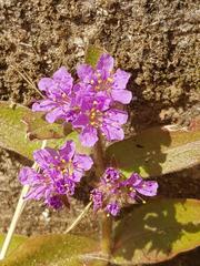 Ammannia crassicaulis