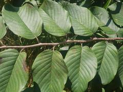 Annona senegalensis senegalensis
