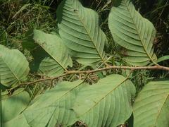 Annona senegalensis senegalensis