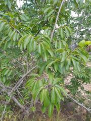 Bridelia micrantha