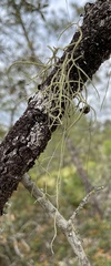 Usnea subscabrosa