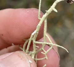 Usnea subscabrosa