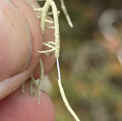 Usnea subscabrosa