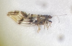 Bactericera maculipennis