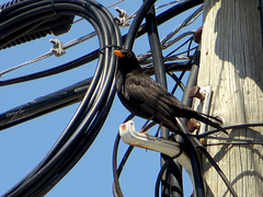 Turdus merula