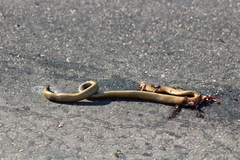 Afrotyphlops schlegelii