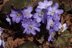 Hepatica transsilvanica