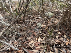 Dichanthelium patentifolium