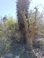 Tylecodon paniculatus