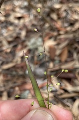 Dichanthelium patentifolium