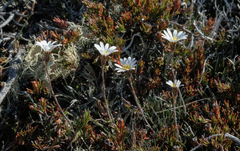 Celmisia laricifolia