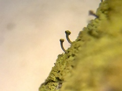 Chaenotheca chrysocephala